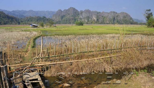 Gnommalath
dans les rizires
Mots-clés: Laos;Asie;Thakhek;rizire