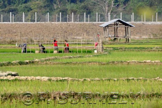 Gnommalath
dans les rizires
Mots-clés: Laos;Asie;Thakhek;rizire