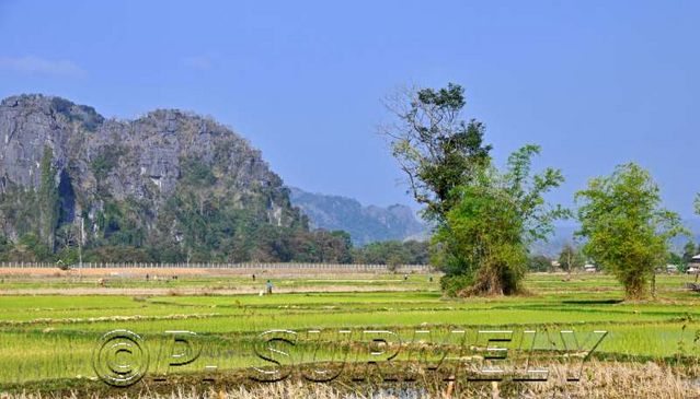 Gnommalath
dans les rizires
Mots-clés: Laos;Asie;Thakhek;rizire