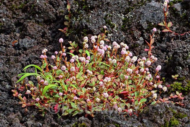 Premires fleurs sur la lave  Grand Brl
Mots-clés: Europe;France;DOM;Runion;volcan;lave