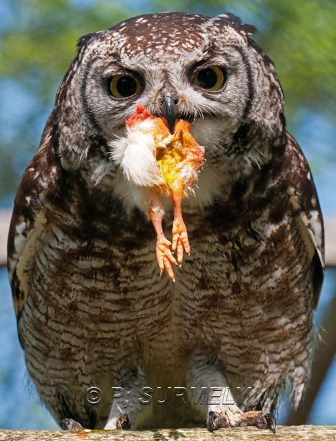 Grand-duc africain
Mots-clés: Faune;Oiseau;Grand-duc