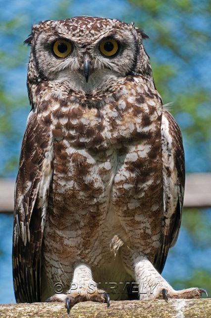 Grand-duc africain
Mots-clés: Faune;Oiseau;Rapace;Grand-duc