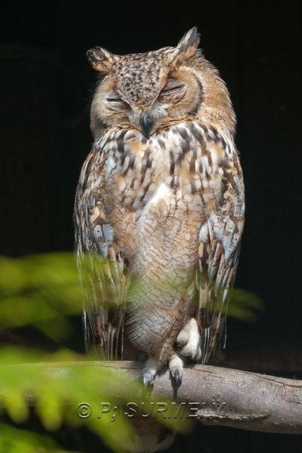 Grand-duc ascalaphe
Mots-clés: Faune;Oiseau;Rapace;Grand-duc