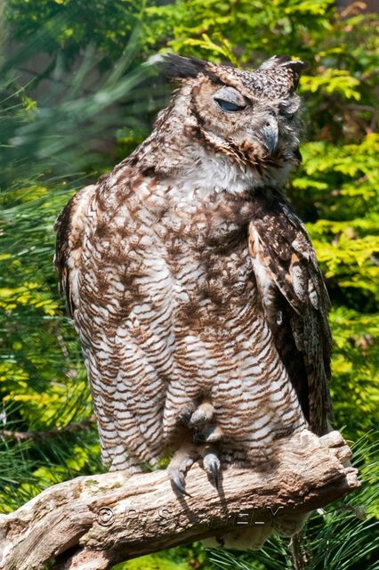 Grand-duc bruyant
Mots-clés: Faune;Oiseau;Rapace;Grand-duc