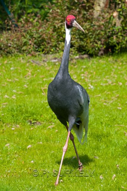 Grue  cou blanc
Mots-clés: Faune;Oiseau;Grue