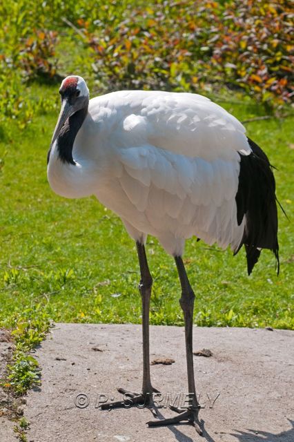 Grue de Mandchourie
Mots-clés: Faune;Oiseau;Grue