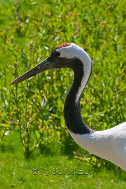 Grue de Mandchourie
Mots-clés: Faune;Oiseau;Grue