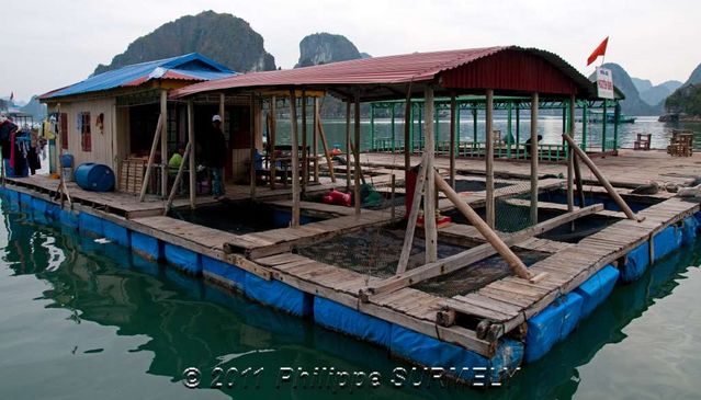 Ferme piscicole
Mots-clés: Asie;Vietnam;Halong;Unesco