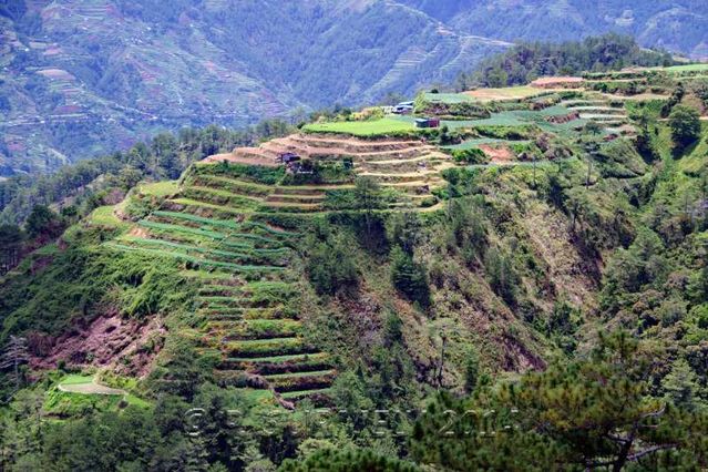 Halsema Highway
Culture en terrasse
Mots-clés: Asie;Philippines;Luzon;Mountain Province