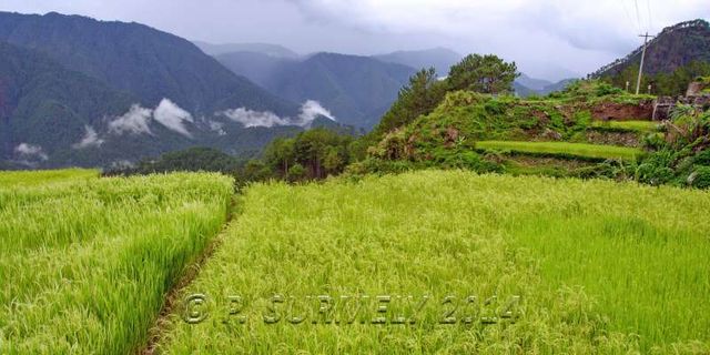 Halsema Highway
Premires rizires
Mots-clés: Asie;Philippines;Luzon;Mountain Province;rizire