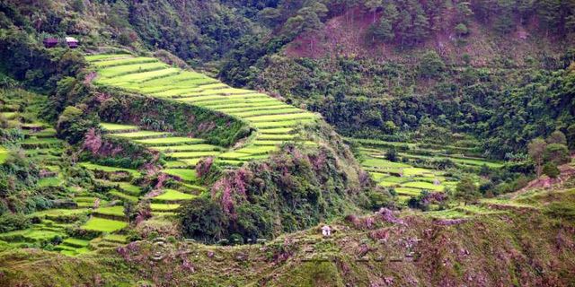 Halsema Highway
Rizires
Mots-clés: Asie;Philippines;Luzon;Mountain Province;rizire