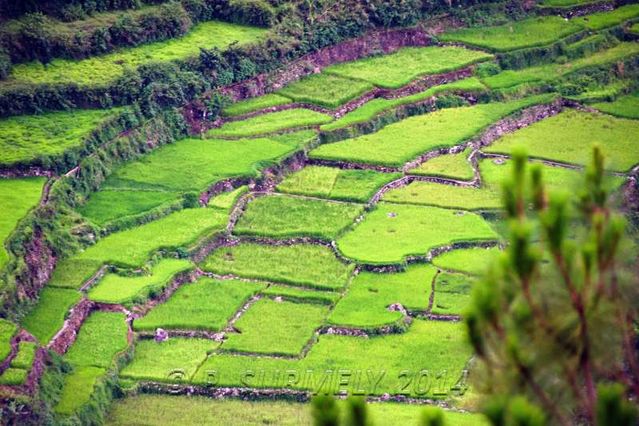 Halsema Highway
Rizires
Mots-clés: Asie;Philippines;Luzon;Mountain Province;rizire