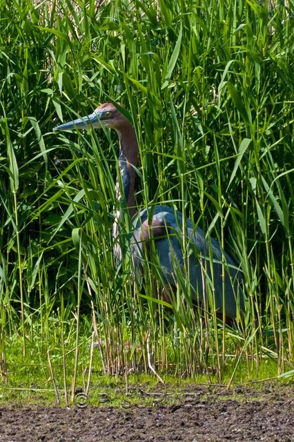 Hron Goliath
Mots-clés: Faune;Oiseau;Hron