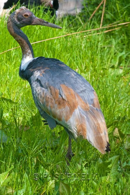 Hron Goliath
Mots-clés: Faune;Oiseau;Hron