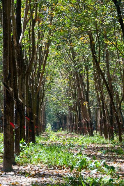 Plantation d'hva  CuChi
Mots-clés: Asie;Vietnam;flore;arbre;CuChi