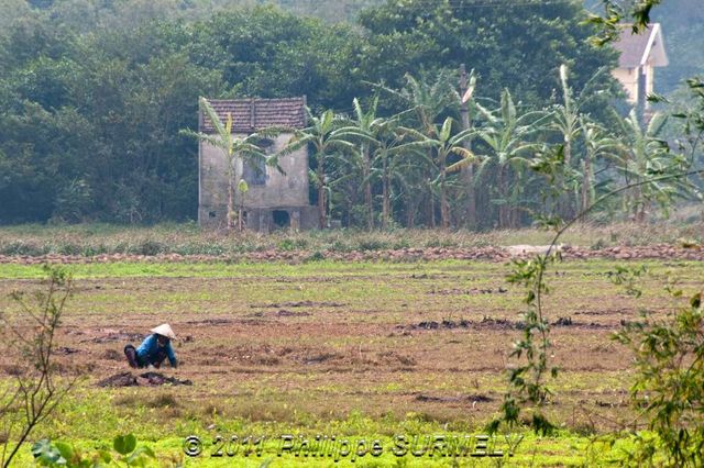 Travail dans la rizire
Mots-clés: Asie;Vietnam;HoaLu