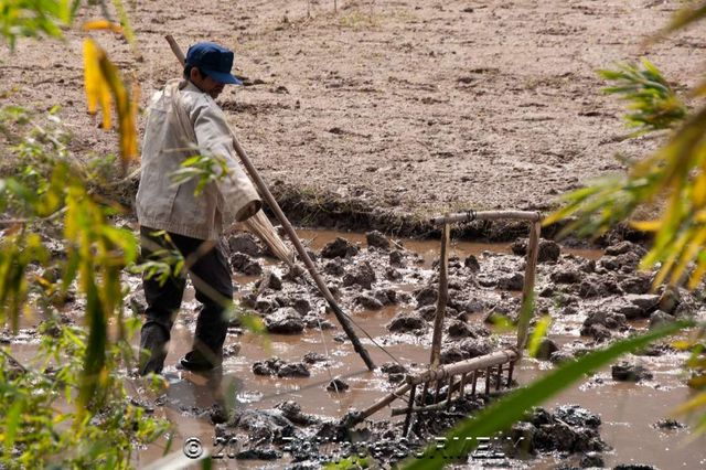 Travail dans la rizire
Mots-clés: Asie;Vietnam;HoaLu