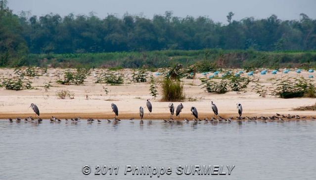 Oiseaux
Mots-clés: Asie;Vietnam;HoiAn;Unesco