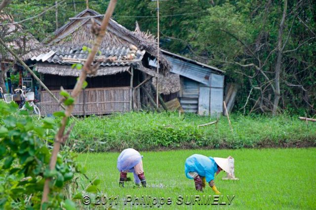 Dans les rizires
Mots-clés: Asie;Vietnam;HoiAn;rizire;Unesco