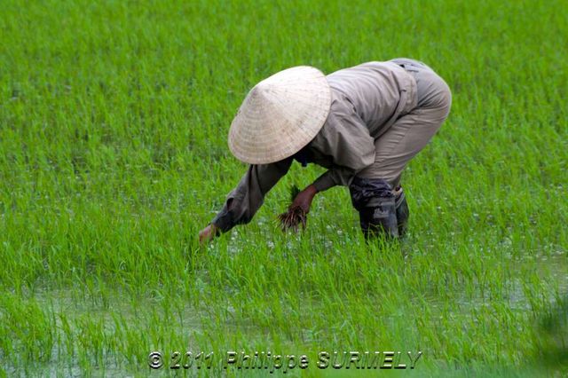 Dans les rizires
Mots-clés: Asie;Vietnam;HoiAn;rizire;Unesco