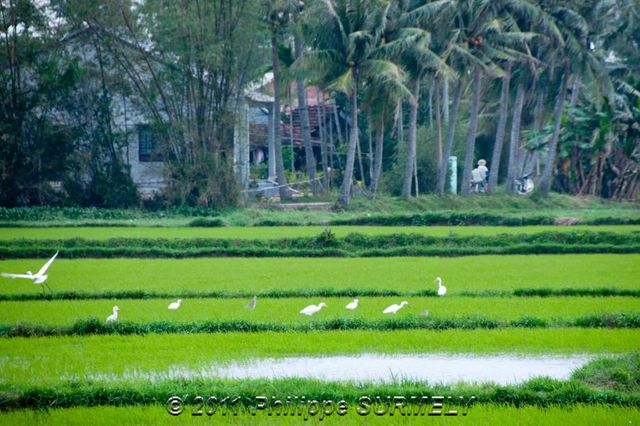 Dans les rizires
Mots-clés: Asie;Vietnam;HoiAn;rizire;Unesco