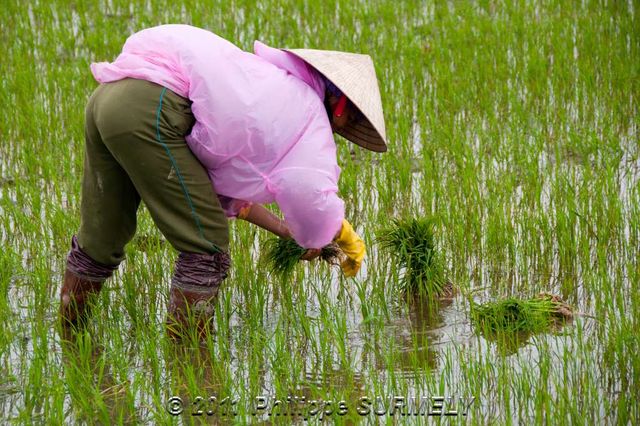 Dans les rizires
Mots-clés: Asie;Vietnam;HoiAn;rizire;Unesco