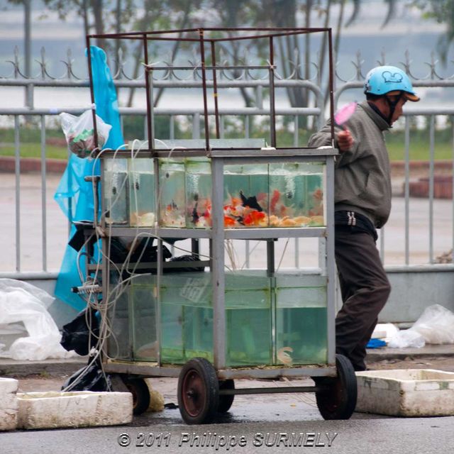 Vendeurs de poissons rouges
Mots-clés: Asie;Vietnam;Hue