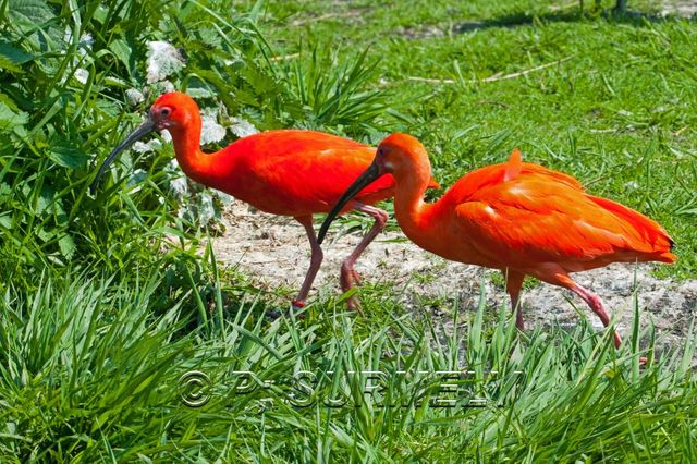 Ibis rouge
Mots-clés: Faune;Oiseau;Ibis