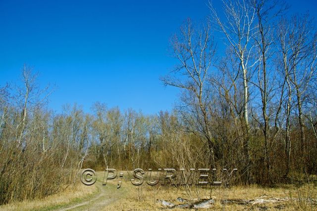 Ile du Rhin
Prairie sche
Mots-clés: France;Alsace;Vogelgrun;Ile;Rhin