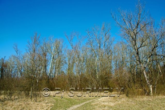 Ile du Rhin
Prairie sche
Mots-clés: France;Alsace;Vogelgrun;Ile;Rhin