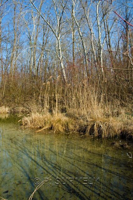 Ile du Rhin
Etang
Mots-clés: France;Alsace;Vogelgrun;Ile;Rhin