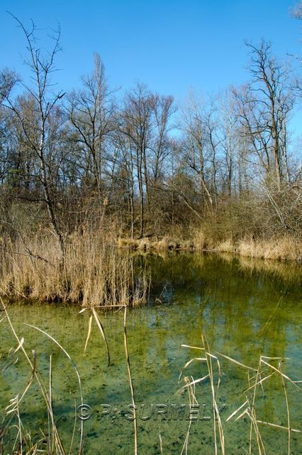 Ile du Rhin
Etang
Mots-clés: France;Alsace;Vogelgrun;Ile;Rhin