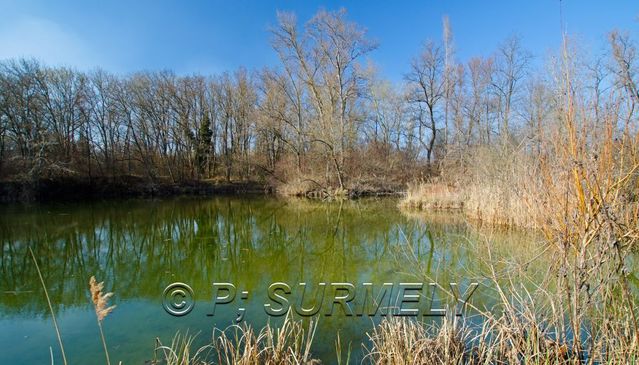 Ile du Rhin
Etang
Mots-clés: France;Alsace;Vogelgrun;Ile;Rhin