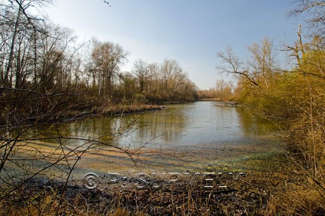 Ile du Rhin
Bras mort du Rhin
Mots-clés: France;Alsace;Vogelgrun;Ile;Rhin