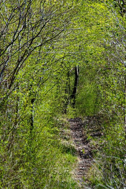 Ile du Rhin
Sentier
Mots-clés: France;Alsace;Vogelgrun;Ile;Rhin