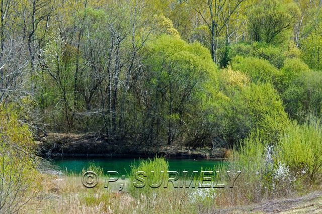 Ile du Rhin
Bras mort du Rhin
Mots-clés: France;Alsace;Vogelgrun;Ile;Rhin