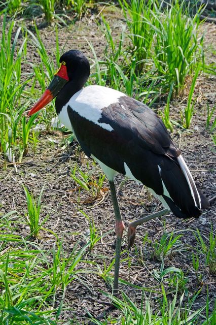 Jabiru d'Afrique
Mots-clés: Faune;Oiseau;Jabiru d'Afrique