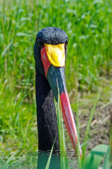 Jabiru d'Afrique
Mots-clés: Faune;Oiseau;Jabiru d'Afrique