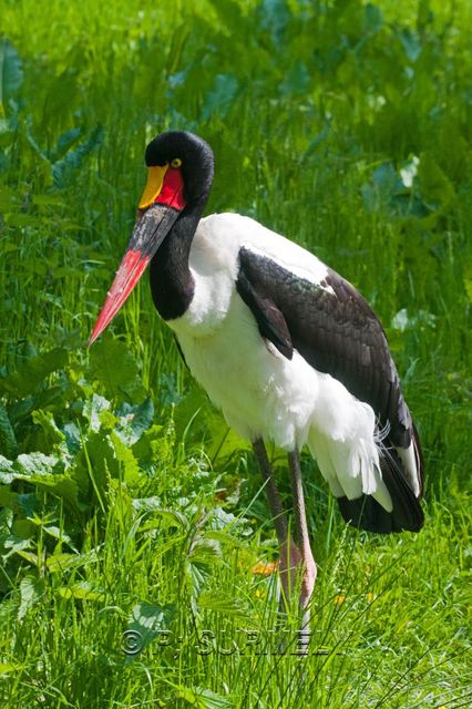 Jabiru d'Afrique
Mots-clés: Faune;Oiseau;Jabiru d'Afrique