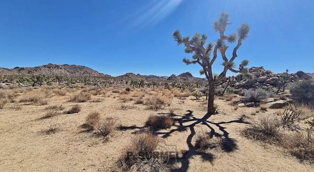 Joshua Tree National Park
Mots-clés: Amérique;Amérique du Nord;Etats-Unis;USA;Californie;Joshua Tree National Park;parc national