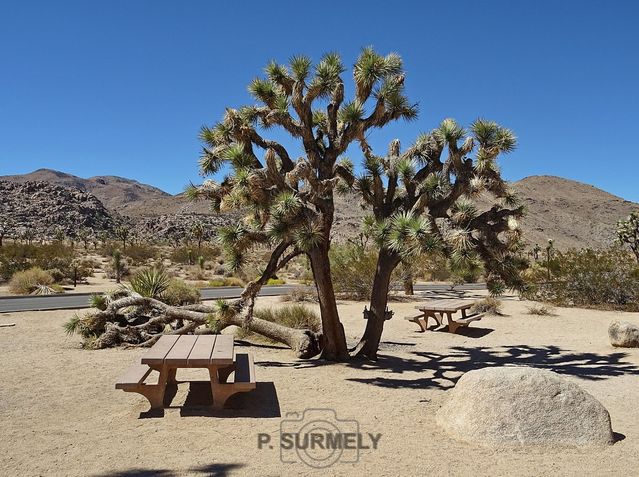 Joshua Tree National Park
Mots-clés: Amérique;Amérique du Nord;Etats-Unis;USA;Californie;Joshua Tree National Park;parc national