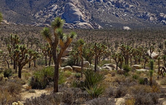 Joshua Tree National Park
Mots-clés: Amérique;Amérique du Nord;Etats-Unis;USA;Californie;Joshua Tree National Park;parc national