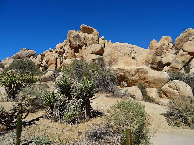 Joshua Tree National Park
Mots-clés: Amérique;Amérique du Nord;Etats-Unis;USA;Californie;Joshua Tree National Park;parc national