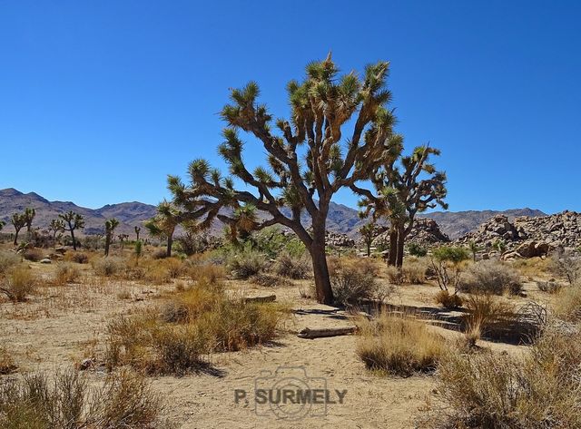 Joshua Tree National Park
Mots-clés: Amérique;Amérique du Nord;Etats-Unis;USA;Californie;Joshua Tree National Park;parc national