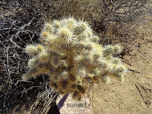 Joshua Tree National Park
Mots-clés: Amérique;Amérique du Nord;Etats-Unis;USA;Californie;Joshua Tree National Park;parc national