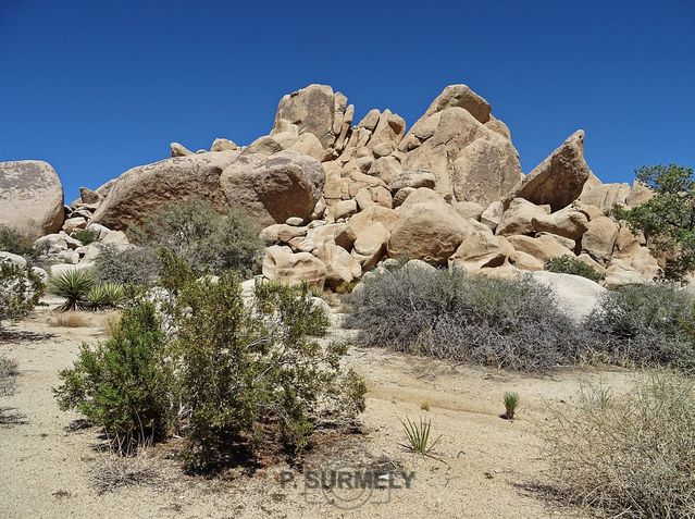 Joshua Tree National Park
Mots-clés: Amérique;Amérique du Nord;Etats-Unis;USA;Californie;Joshua Tree National Park;parc national