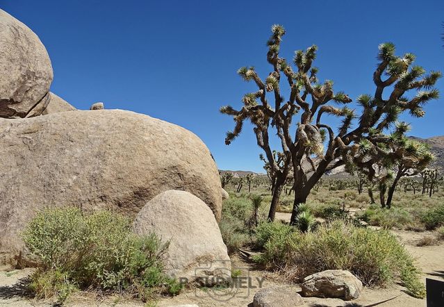 Joshua Tree National Park
Mots-clés: Amérique;Amérique du Nord;Etats-Unis;USA;Californie;Joshua Tree National Park;parc national