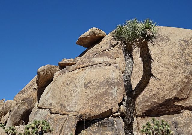 Joshua Tree National Park
Mots-clés: Amérique;Amérique du Nord;Etats-Unis;USA;Californie;Joshua Tree National Park;parc national