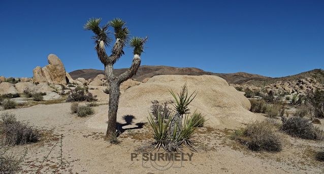 Joshua Tree National Park
Mots-clés: Amérique;Amérique du Nord;Etats-Unis;USA;Californie;Joshua Tree National Park;parc national