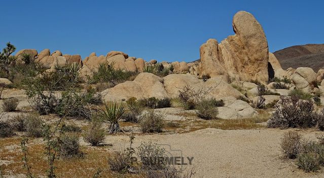 Joshua Tree National Park
Mots-clés: Amérique;Amérique du Nord;Etats-Unis;USA;Californie;Joshua Tree National Park;parc national